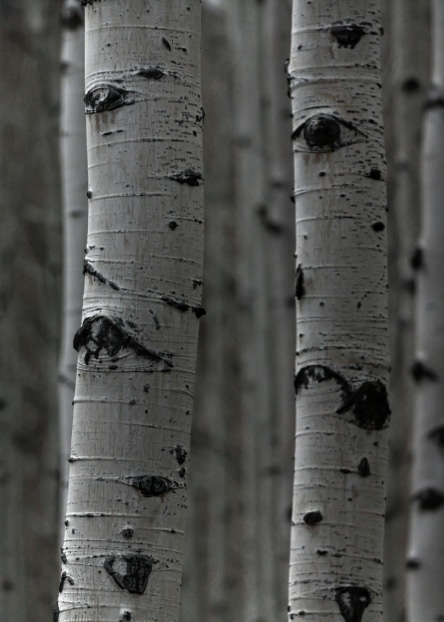aspen trees